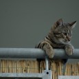 In der heutigen Zeit sieht man sich seine tollen Fotos leider zu selten an. Der Grund dafür ist, dass Fotos mit einer Digitalkamera geschossen werden, meist sofort danach auf den […]